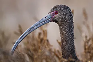 <b class=qtipBold><figcaption>White-faced Ibis</figcaption></b><br>Close up of white faced Ibis.<br><em>© Phoo Chan</em> White-faced Ibis
