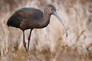 <b class=qtipBold><figcaption>White-faced Ibis</figcaption></b><br>Close up of white-faced Ibis.<br><em>© Phoo Chan</em> White-faced Ibis