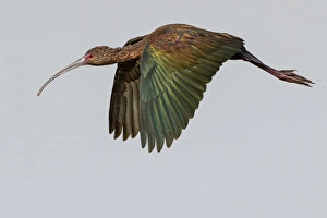 <b class=qtipBold><figcaption>White-faced Ibis</figcaption></b><br>White-faced Ibis fly way.<br><em>© Phoo Chan</em> White-faced Ibis