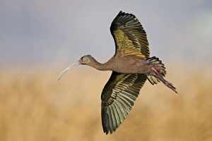 <b class=qtipBold><figcaption>White-faced Ibis</figcaption></b><br>White-faced Ibis flying in air.<br><em>© Phoo Chan</em> White-faced Ibis