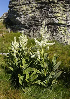 White False Hellebore -Veratrum album-, Saualpe alp, Carinthia, Austria White False Hellebore -Veratrum album-, Saualpe alp, Carinthia, Austria