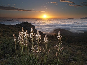 White flowers on the top of a mountain at dawn White flowers on the top of a mountain at dawn