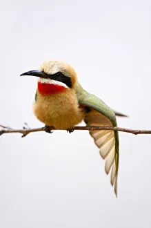 White-fronted Bee-eater (Merops bullockoides) White-fronted Bee-eater (Merops bullockoides)