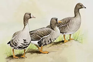 Related Images Gallery: Three White-fronted geese (Anser albifrons), standing side by side