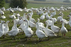 White geese in a goose farm, Skurup, Sweden White geese in a goose farm, Skurup, Sweden