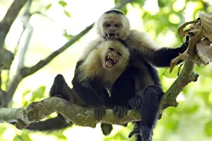 White-headed Capuchin or White-throated Capuchin -Cebus capucinus-, Sirena White-headed Capuchin or White-throated Capuchin -Cebus capucinus-, Sirena