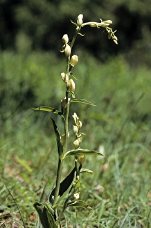White Helleborine (Cephalanthera damasonium), Swabian Alb, Baden-Wuerttemberg, Germany White Helleborine (Cephalanthera damasonium), Swabian Alb, Baden-Wuerttemberg, Germany