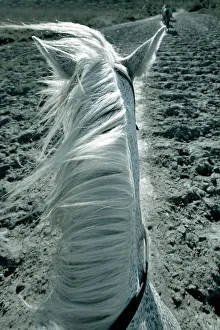 <b class=qtipBold><figcaption>White horse on beach, close-up</figcaption></b><br>Camargue, France<br><em>© This content is subject to copyright.</em> White horse on beach, close-up