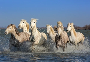 <b class=qtipBold><figcaption>White Horses of the Camargue</figcaption></b><br>A group of white Camargue horses galloping through water creating lots of spray on a sunny day with blue sky.<br><em>© 2013 Barbara Neal</em> White Horses of the Camargue