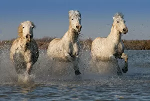 Images Dated 26th March 2013: White Horses of the Camargue
