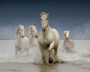 White horses of the Camargue on a stormy day White horses of the Camargue on a stormy day