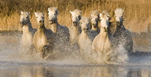 White horses running through water, France White horses running through water, France