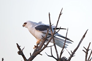 <b class=qtipBold><figcaption>White kite</figcaption></b><br>White tailed kite.<br><em>© Phoo Chan</em> White kite