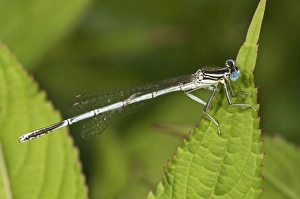 White-legged Damselfly or Blue Featherleg -Platycnemis pennipes-, male, Untergroeningen White-legged Damselfly or Blue Featherleg -Platycnemis pennipes-, male, Untergroeningen