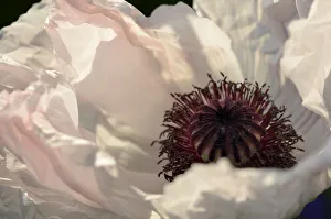 White Oriental Poppy -Papaver orientale hybrid-, detail of a flower, Bavaria, Germany White Oriental Poppy -Papaver orientale hybrid-, detail of a flower, Bavaria, Germany
