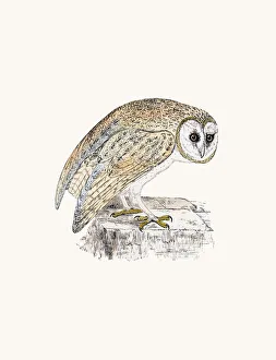 <b class=qtipBold><figcaption>White Owl</figcaption></b><br>A photograph of an original hand-colored engraving from The History of British Birds by Morris published in 1853-1891.<br><em>© mashuk</em> White Owl