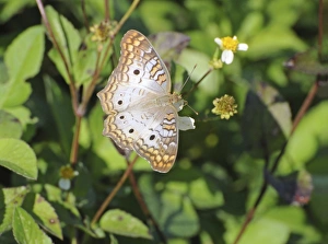 White peacock butterfly, Anartia jatrophae, feeding on Spanish needles, Bidens alba White peacock butterfly, Anartia jatrophae, feeding on Spanish needles, Bidens alba