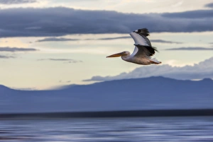 White Pelican -Pelecanus onocrotalus- in flight, Lake Nakuru National Park, Kenya White Pelican -Pelecanus onocrotalus- in flight, Lake Nakuru National Park, Kenya