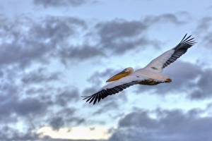 White Pelican -Pelecanus onocrotalus- in flight, Lake Nakuru National Park, Kenya White Pelican -Pelecanus onocrotalus- in flight, Lake Nakuru National Park, Kenya