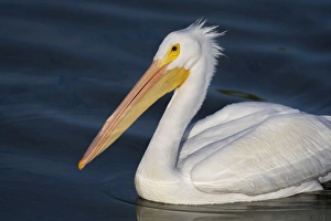 <b class=qtipBold><figcaption>White Pelican Portrait</figcaption></b><br>Russell Burden, 831149898<br><em>© Russell Burden</em> White Pelican Portrait
