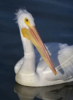 <b class=qtipBold><figcaption>White Pelican Portrait</figcaption></b><br>Russell Burden, 831149928<br><em>© Russell Burden</em> White Pelican Portrait