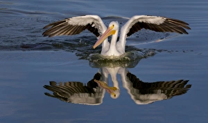 <b class=qtipBold><figcaption>White Pelican with Reflection</figcaption></b><br>White Pelican with Reflection with wings spread<br><em>© Russell Burden</em> White Pelican with Reflection