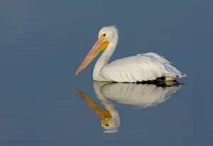 <b class=qtipBold><figcaption>White Pelican with Reflection</figcaption></b><br>white pelican, Russell Burden, 831149868<br><em>© Russell Burden</em> White Pelican with Reflection