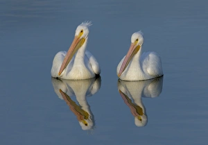 <b class=qtipBold><figcaption>White Pelicans with Reflection</figcaption></b><br>white pelican, Russell Burden, 831149912<br><em>© Russell Burden</em> White Pelicans with Reflection