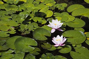 Two white and pink Water Lilies -Nymphaea- on the surface of a pond, Quebec Province Two white and pink Water Lilies -Nymphaea- on the surface of a pond, Quebec Province