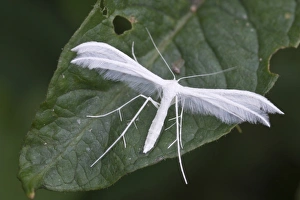 White Plume Moth -Pterophorus pentadactyla-, Haren, Emsland region, Lower Saxony, Germany White Plume Moth -Pterophorus pentadactyla-, Haren, Emsland region, Lower Saxony, Germany