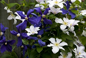 White and purple Clematis, Quebec, Canada White and purple Clematis, Quebec, Canada