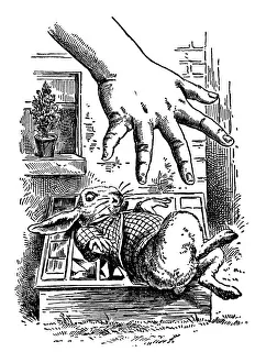 White Rabbit and Hand, Alices Adventures in Wonderland White Rabbit and Hand, Alices Adventures in Wonderland