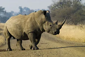 White Rhinoceros -Ceratotherium simum- with a Red-billed Oxpecker -Buphagus erythrorhynchus White Rhinoceros -Ceratotherium simum- with a Red-billed Oxpecker -Buphagus erythrorhynchus