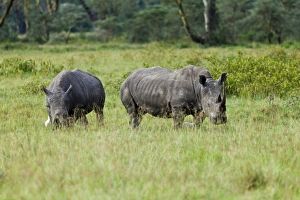 White Rhinoceroses -Ceratotherium simum-, Lake Nakuru National Park, Kenya, East Africa White Rhinoceroses -Ceratotherium simum-, Lake Nakuru National Park, Kenya, East Africa