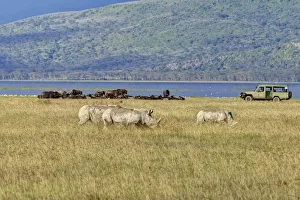 White Rhinoceroses or Square-lipped Rhinoceroses -Ceratotherium simum White Rhinoceroses or Square-lipped Rhinoceroses -Ceratotherium simum