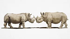 Two White Rhinos (Ceratotherium simum) clashing horns, side view Two White Rhinos (Ceratotherium simum) clashing horns, side view