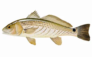 White Sea Bass (Atractoscion nobilis), species of croaker White Sea Bass (Atractoscion nobilis), species of croaker