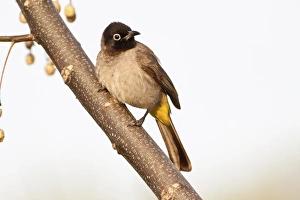 White-spectacled Bulbul or Yellow-vented Bulbul -Pycnonotus xanthopygos- on a branch White-spectacled Bulbul or Yellow-vented Bulbul -Pycnonotus xanthopygos- on a branch