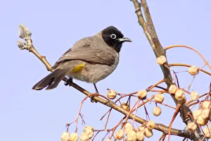 White-spectacled Bulbul or Yellow-vented Bulbul -Pycnonotus xanthopygos- on a branch White-spectacled Bulbul or Yellow-vented Bulbul -Pycnonotus xanthopygos- on a branch
