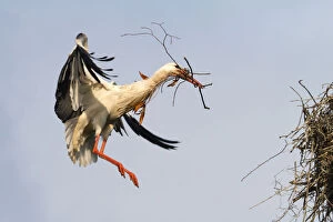 Nesting Material Gallery: White Stork -Ciconia ciconia- approaching to land with nesting material, North Hesse, Hesse, Germany