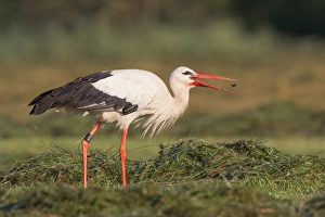 White Stork -Ciconia ciconia- with a captured beetle, North Hesse, Hesse, Germany White Stork -Ciconia ciconia- with a captured beetle, North Hesse, Hesse, Germany