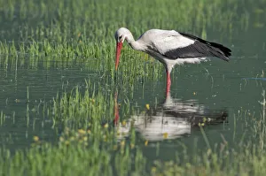 White Stork -Ciconia ciconia- foraging for food, Lake Kerkini, Central Macedonia, Greece White Stork -Ciconia ciconia- foraging for food, Lake Kerkini, Central Macedonia, Greece