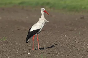 White Stork -Ciconia ciconia- standing in a field, Burgenland, Austria White Stork -Ciconia ciconia- standing in a field, Burgenland, Austria