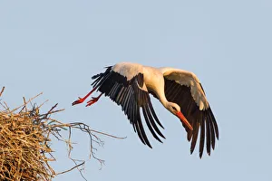 White Stork -Ciconia ciconia- taking off from the nest, North Hesse, Kassel White Stork -Ciconia ciconia- taking off from the nest, North Hesse, Kassel