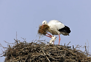 White Storks -Ciconia ciconia- cleaning their nest White Storks -Ciconia ciconia- cleaning their nest
