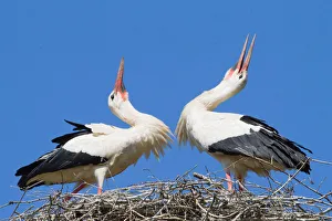 Two White Storks -Ciconia ciconia- welcoming each other to the nest, North Hesse, Hesse Two White Storks -Ciconia ciconia- welcoming each other to the nest, North Hesse, Hesse