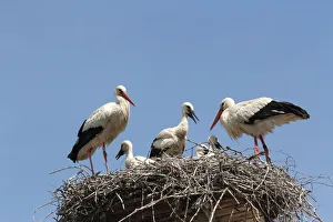 White Storks -Ciconia ciconia- with young at the nest, Allgaeu, Bavaria, Germany, Europe White Storks -Ciconia ciconia- with young at the nest, Allgaeu, Bavaria, Germany, Europe