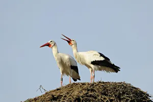 White Storks at the nest -Ciconia ciconia- White Storks at the nest -Ciconia ciconia-