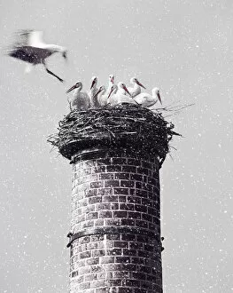 Images Dated 28th June 2008: White storksnesting atop chimney