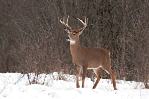 <b class=qtipBold><figcaption>White-tailed buck deer</figcaption></b><br><em>© JIm Cumming</em> White-tailed buck deer